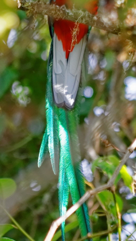 13 - Quetzal NP (07).jpg